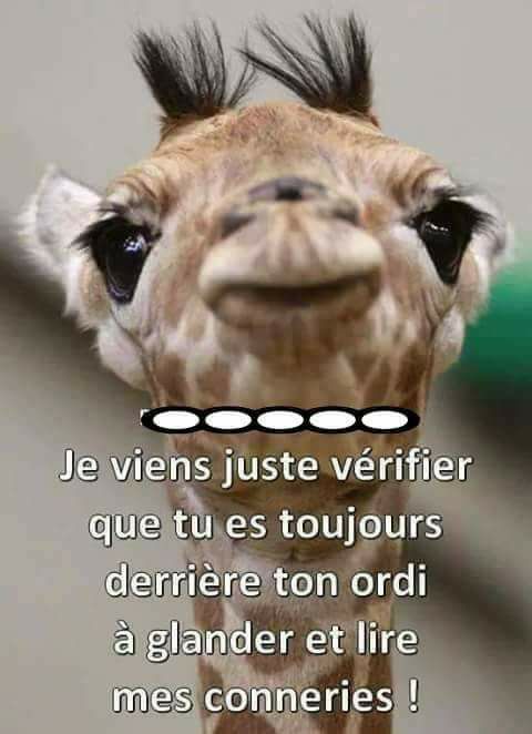 Girafe.jpg