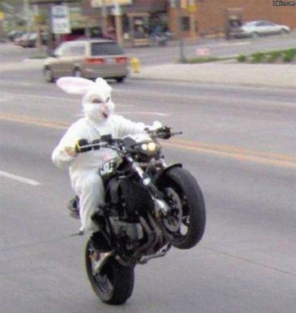 lapin.jpg