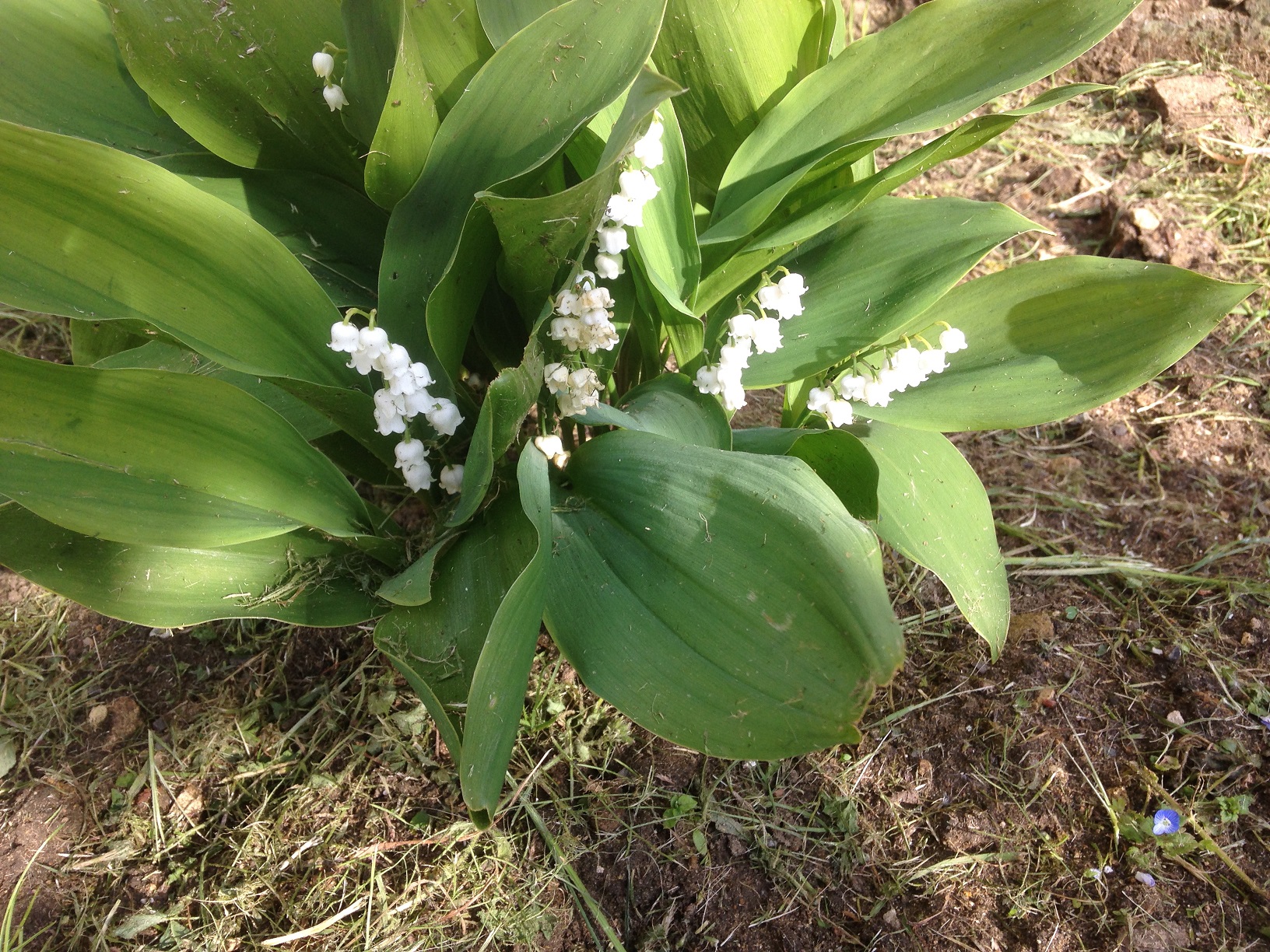 muguet.jpg