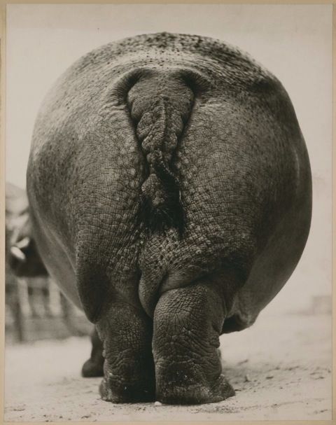 Hippo derriere.jpg