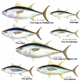 MAGURO_thons_270.jpg