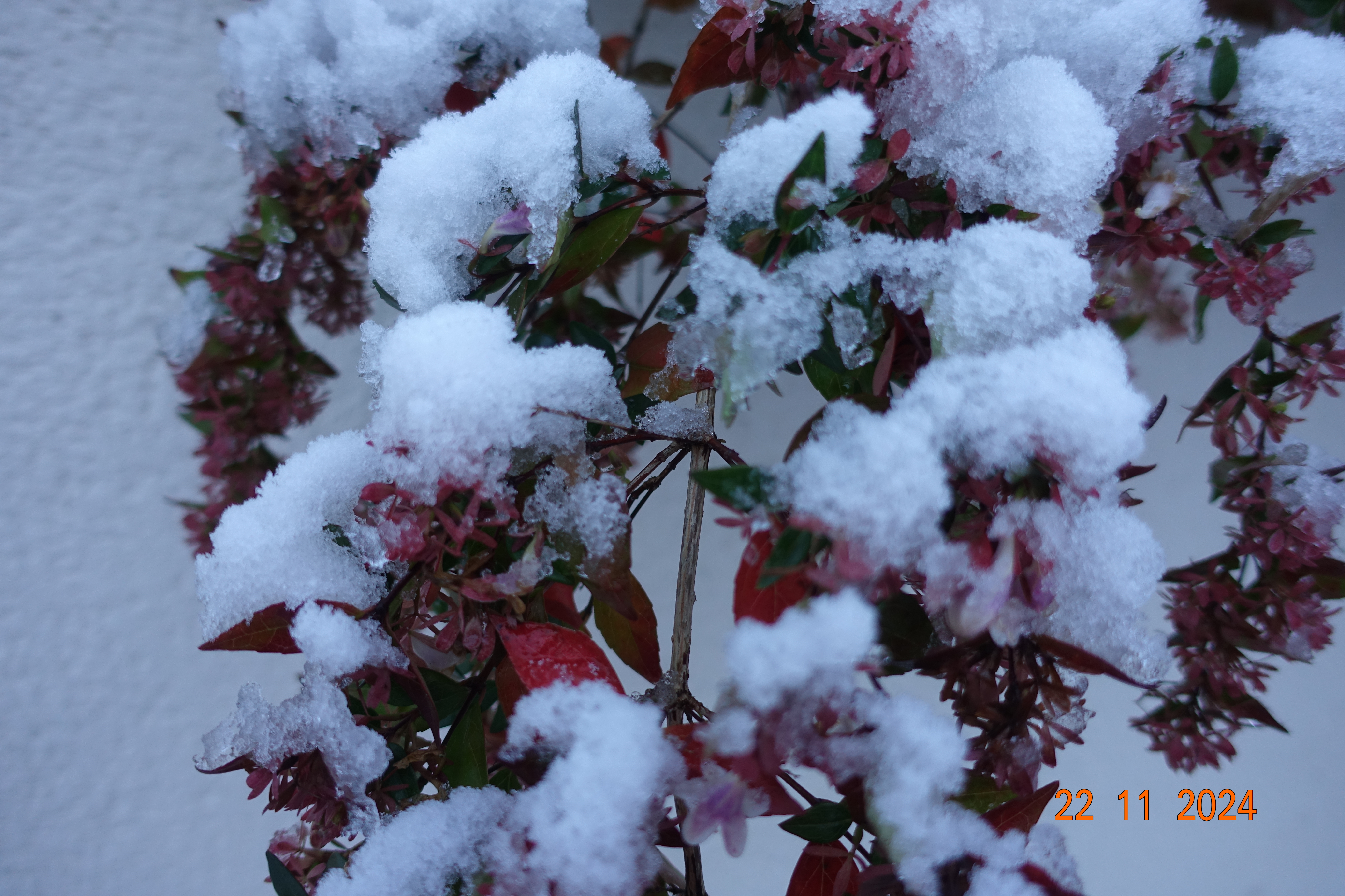 DSC01442.JPG