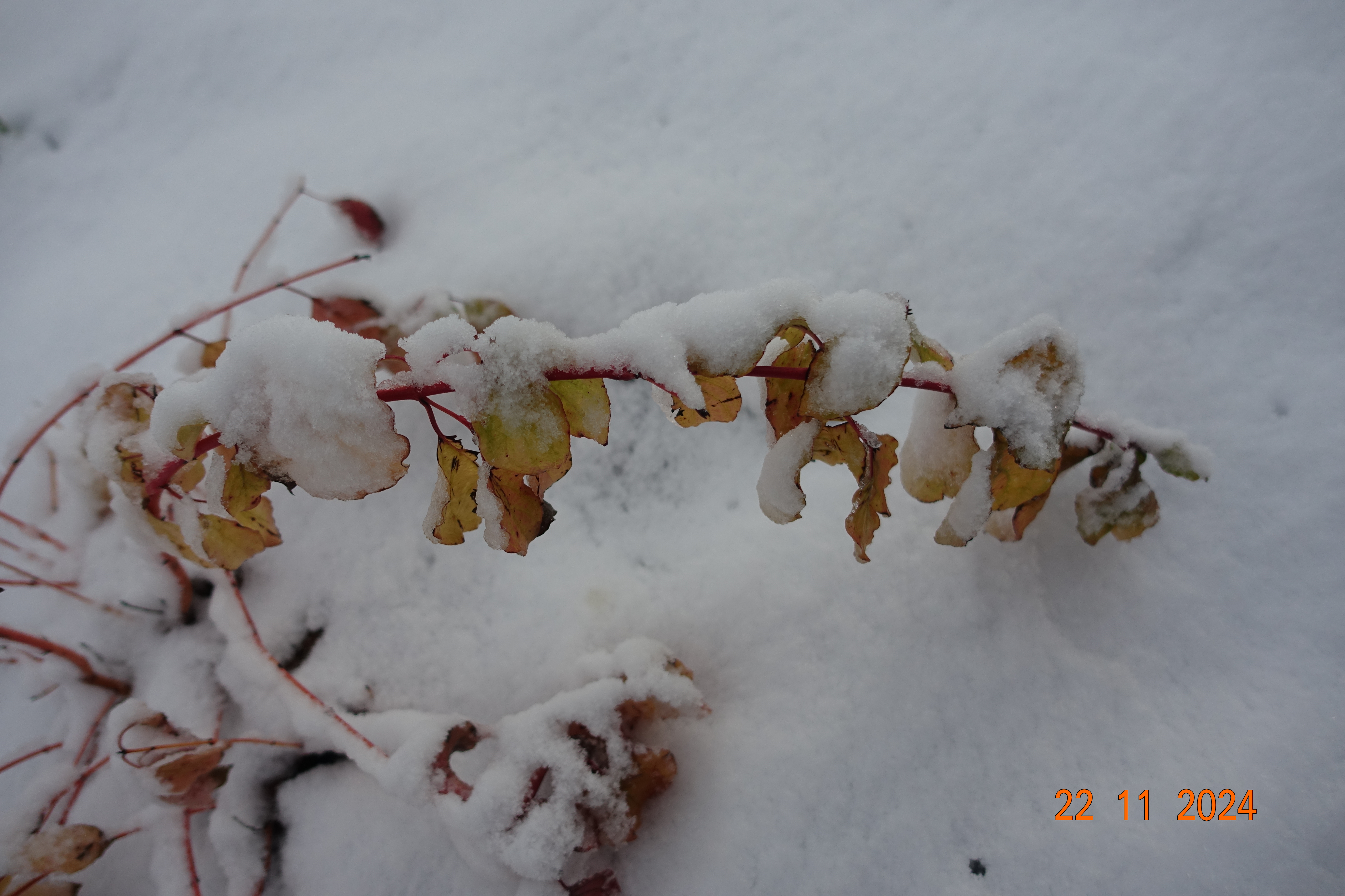DSC01447.JPG