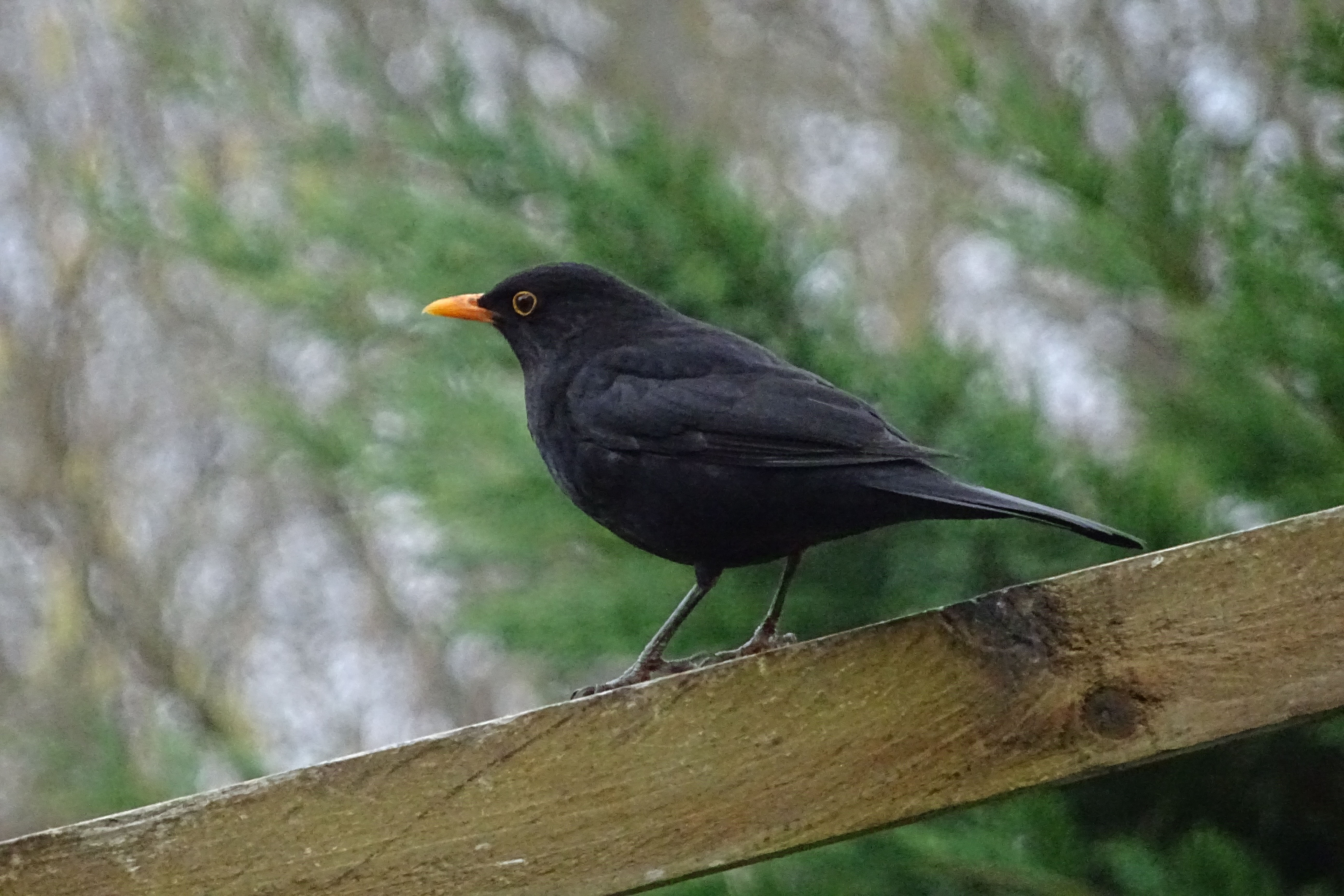 DSC02212.JPG