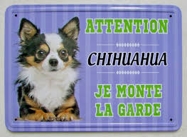 chien.jpg