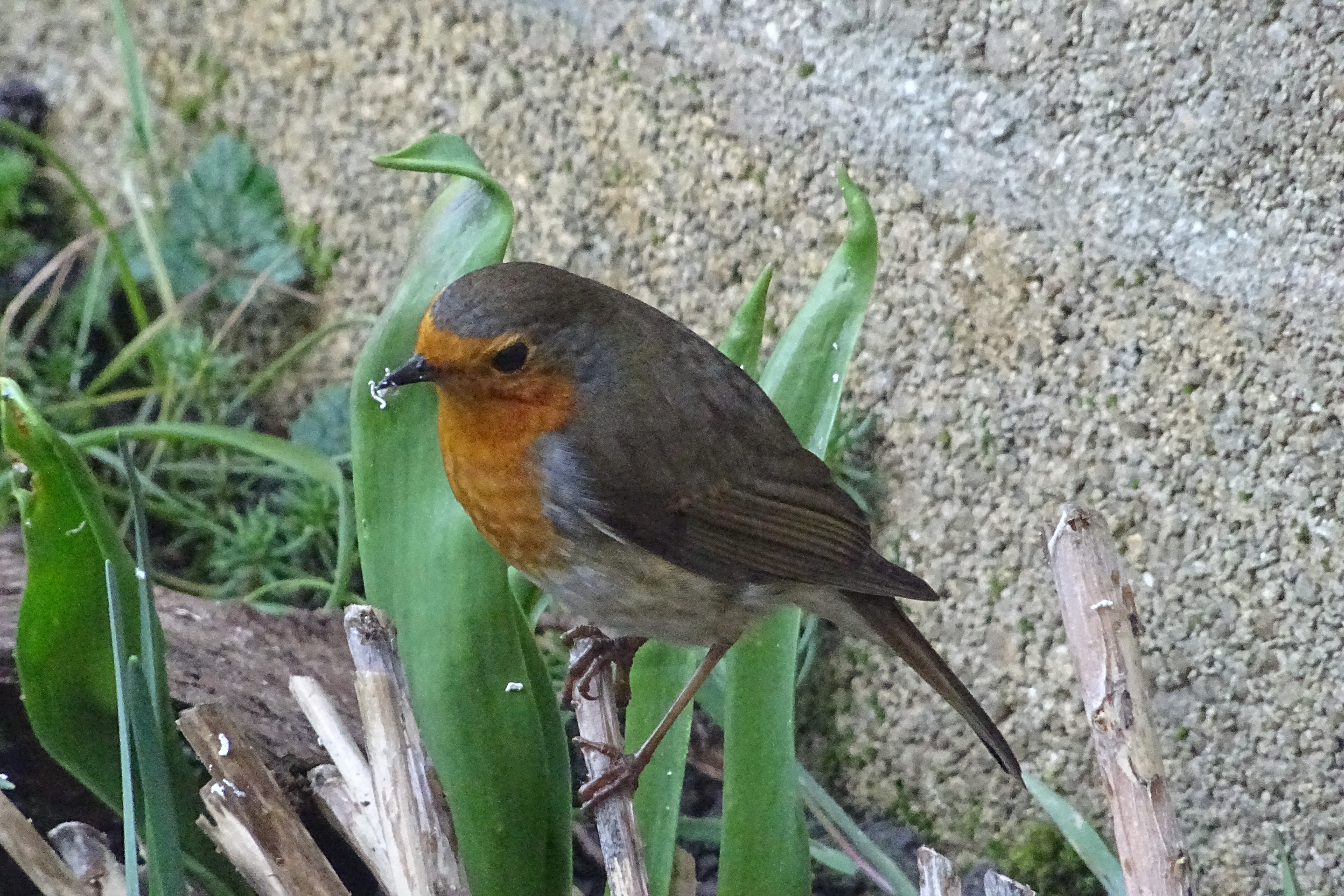 DSC02473.JPG