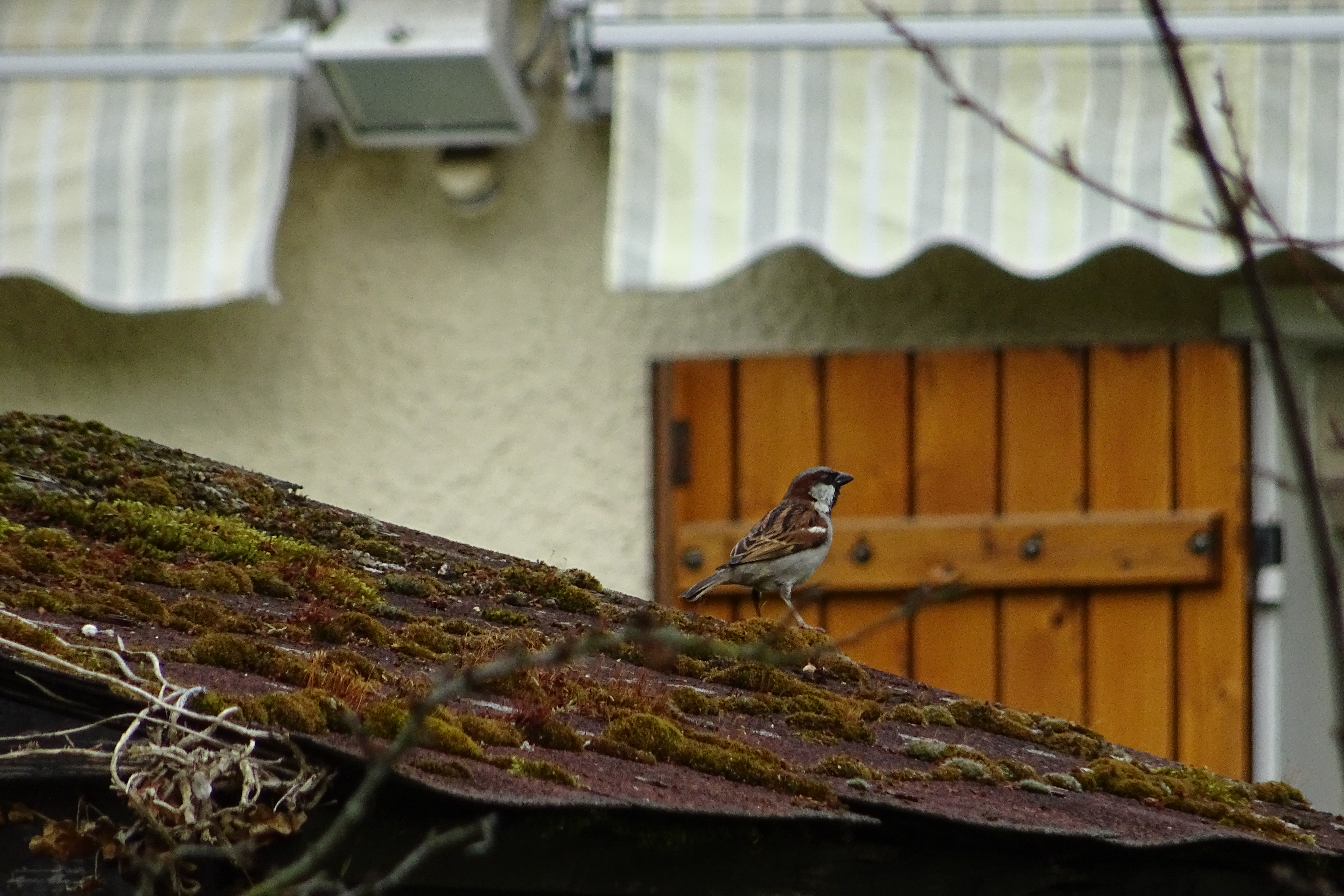 DSC03582.JPG