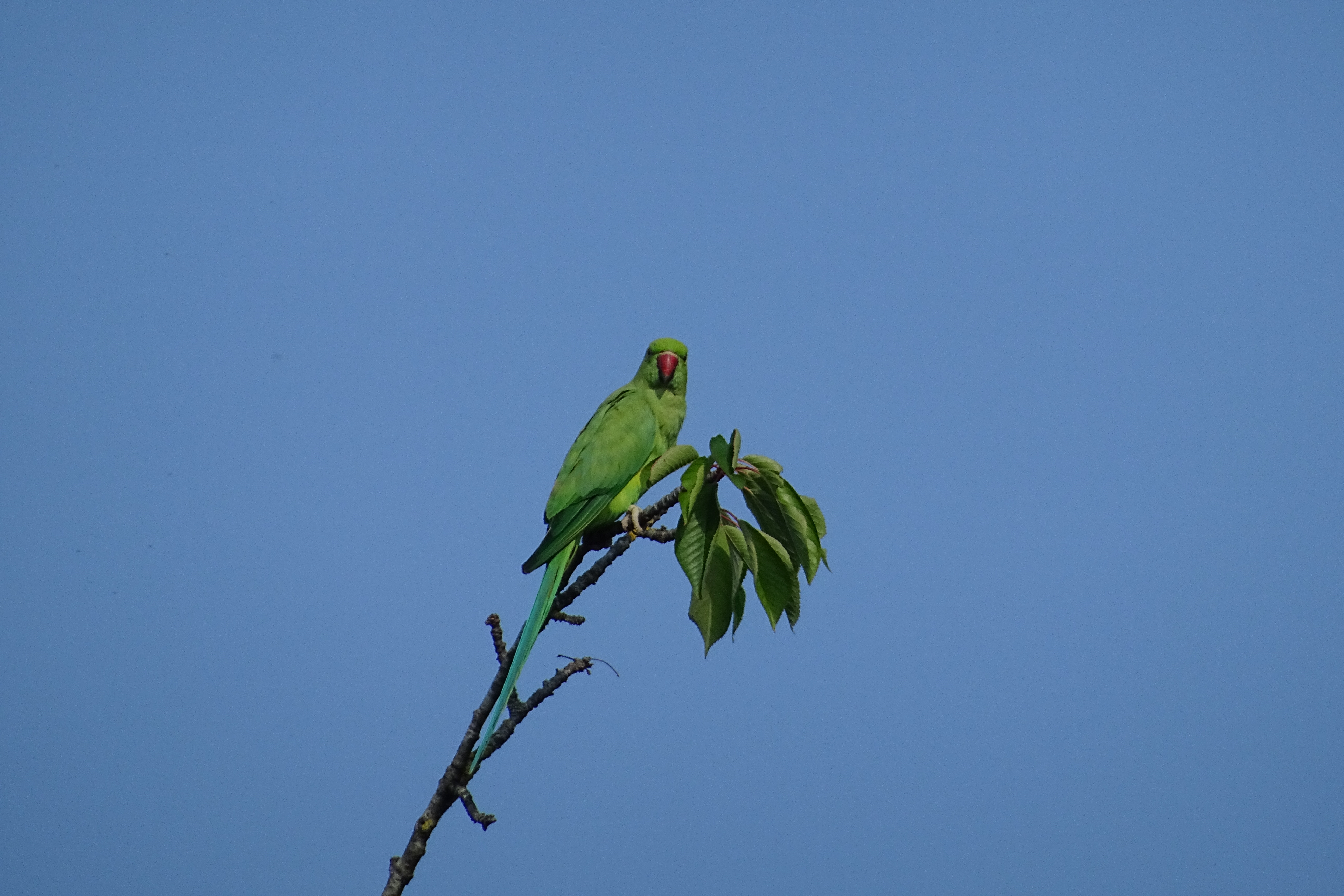 DSC03731.JPG