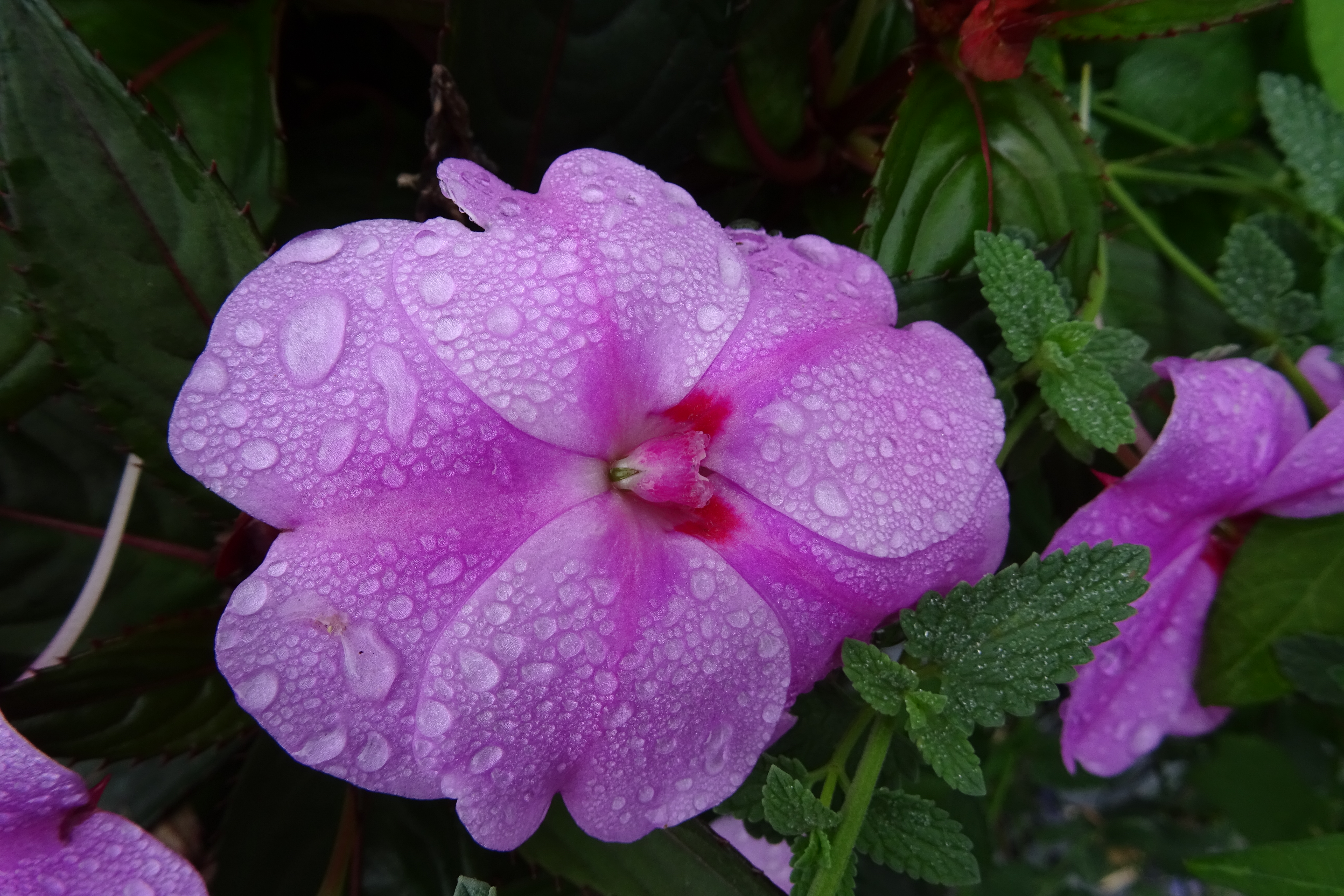 DSC04569.JPG