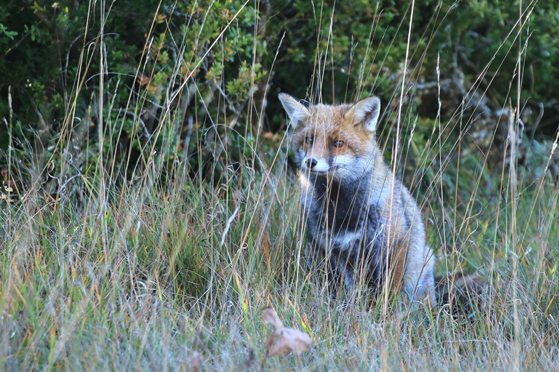 Renard.redim.jpg